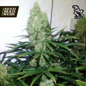 CLEARANCE - Zupreme Feminised Seeds - DISCONTINUED (The Plug Seedbank)