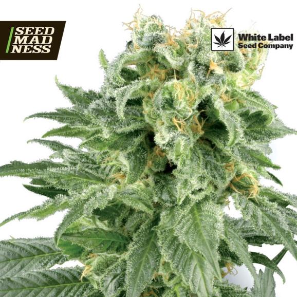 Double Gum Regular Seeds (White Label Seed Co)
