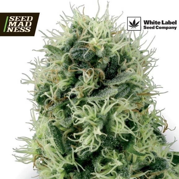 Pure Power Plant Feminised Seeds (White Label Seed Co)