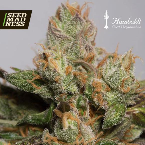 CLEARANCE - 707 Truthband by Emerald Mountain Feminised Seeds (Humboldt Seed Org)