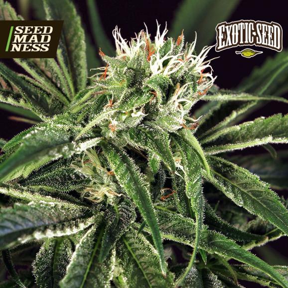 CLEARANCE - Amnesia No. 7 Feminised Seeds (Exotic Seed)
