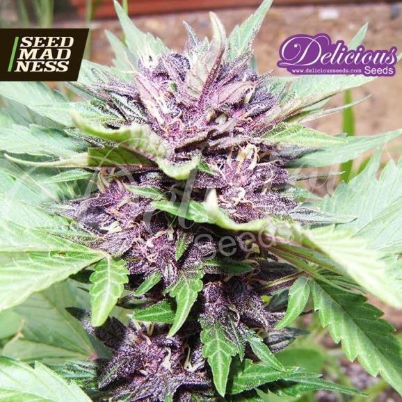 Auto Dark Purple (Jota Mayuscula Purple Auto) Feminised Seeds (Delicious Seeds)