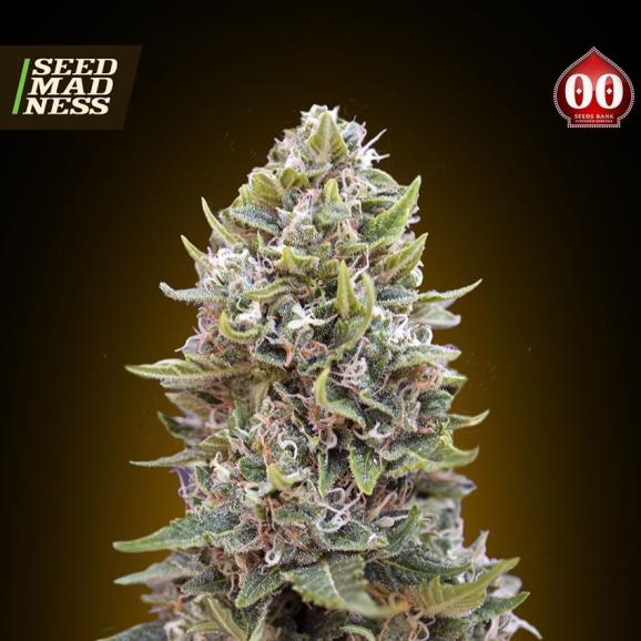 CLEARANCE - Auto Cheese Berry (Auto Hashchis Berry) Feminised Seeds (00 Seeds Bank)