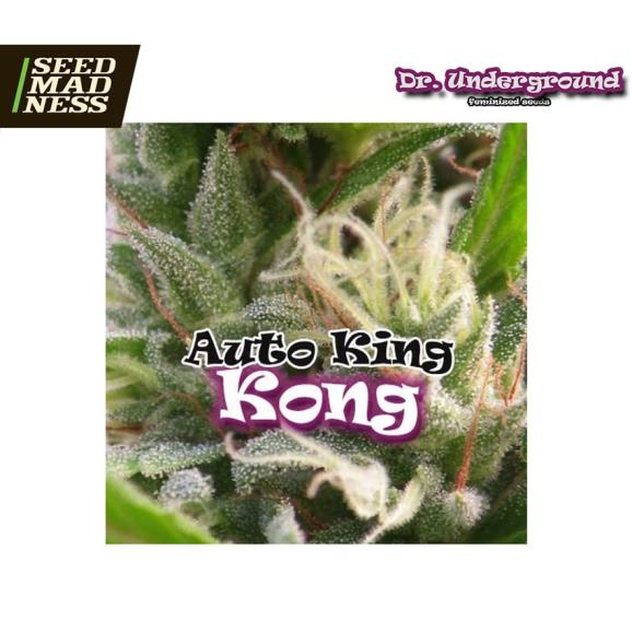 Auto King Kong Feminised Seeds (Dr Underground)