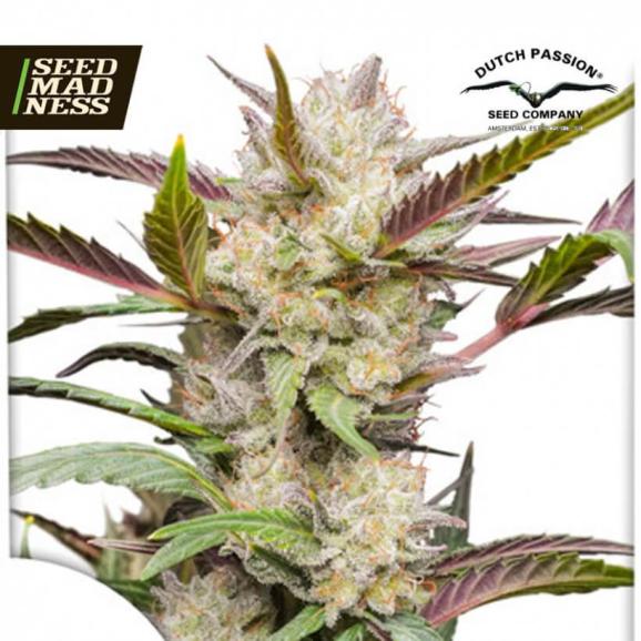 Auto Mimosa Punch Feminised Seeds (Dutch Passion)