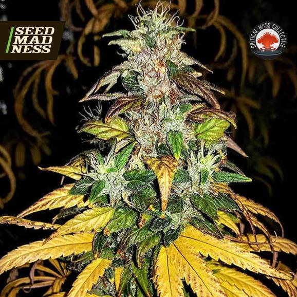Auto Monolith Mass Feminised Seeds (Critical Mass Collective)