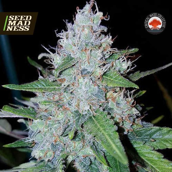 Auto Monster Mass Feminised Seeds (Critical Mass Collective)