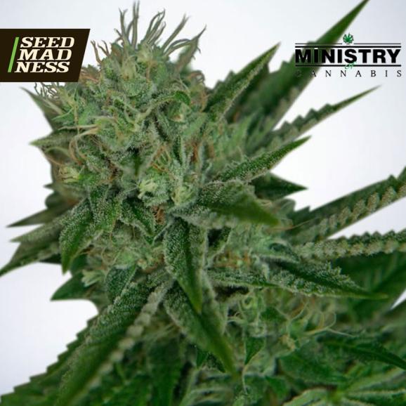 Auto Northern Lights Feminised Seeds (Ministry of Cannabis)