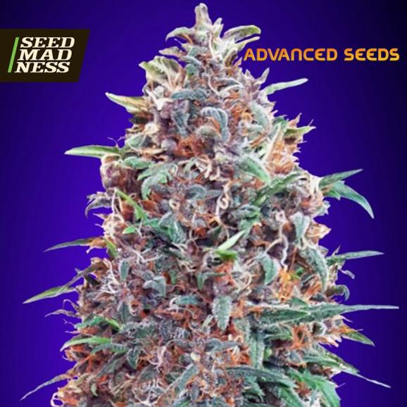Auto Purple Diesel Feminised Seeds (Advanced Seeds)