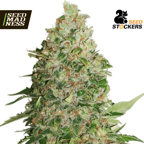 BCN Critical XXL Feminised Seeds (Seed Stockers)