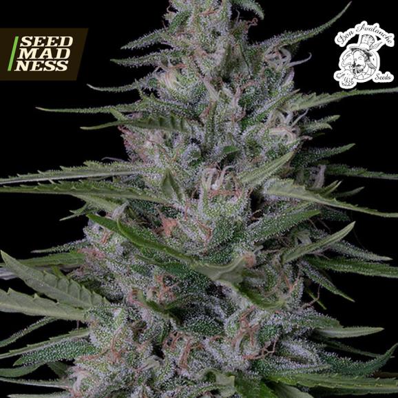 Don Biscotti Feminised Seeds (Don Avalanche Seeds)
