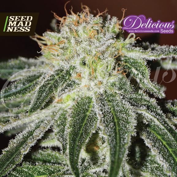 Black Russian Feminised Seeds (Delicious Seeds)