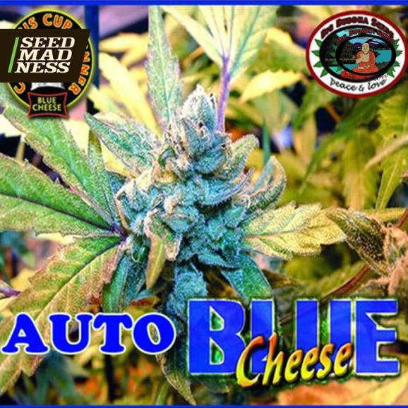 Blue Cheese Automatic Feminised Seeds (Big Buddha Seeds)