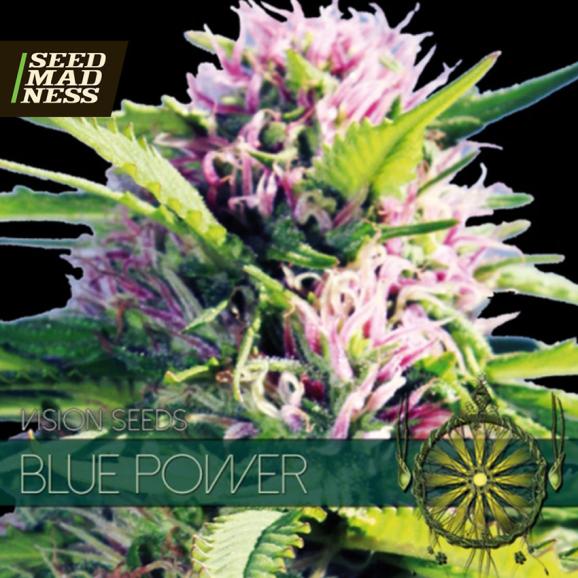 Blue Power Feminised Seeds (Vision Seeds)