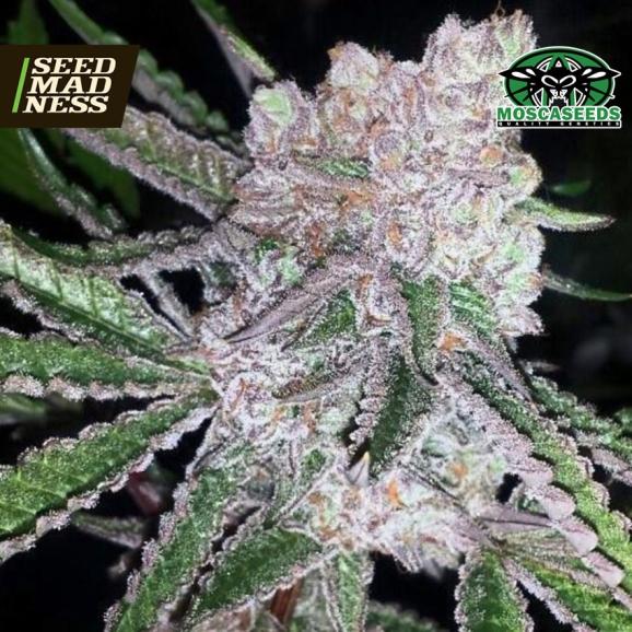 Bubble Gum Boogie (Indiana Bubble Gum Line) Feminised Seeds (Mosca Seeds)