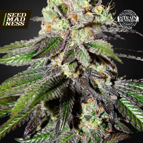 Caboose (Strain Hunters) Feminised Seeds (Green House Seed Co)