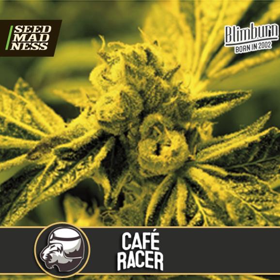 Cafe Racer Feminised Seeds (BlimBurn Seeds)