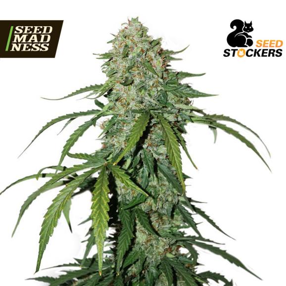 Critical + Feminised Silver Pack 3-seeds pack