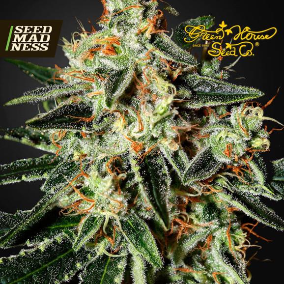GH Cheese Feminised Seeds (Green House Seed Co)