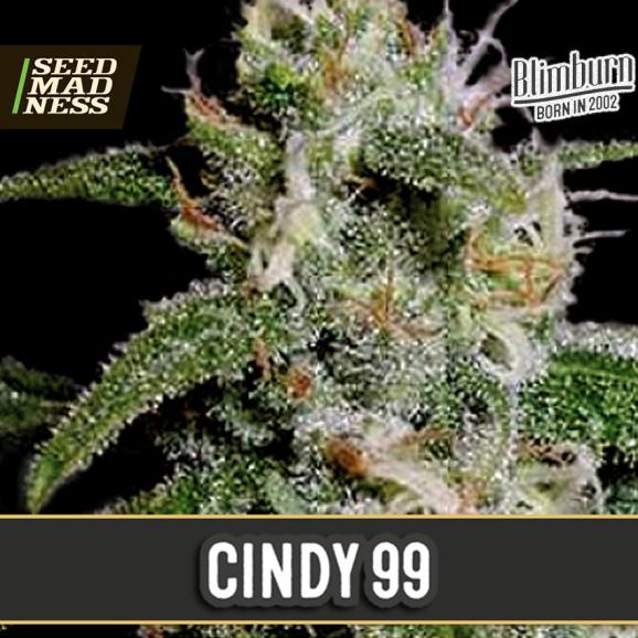 Cindy 99 Feminised Seeds (BlimBurn Seeds)