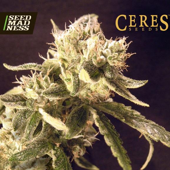 Coffee Shop Easy Rider Auto Feminised Seeds (Ceres Seeds)