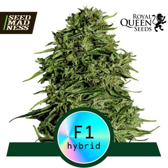 Cosmos F1 CBD Automatic Feminised Seeds (Royal Queen Seeds)