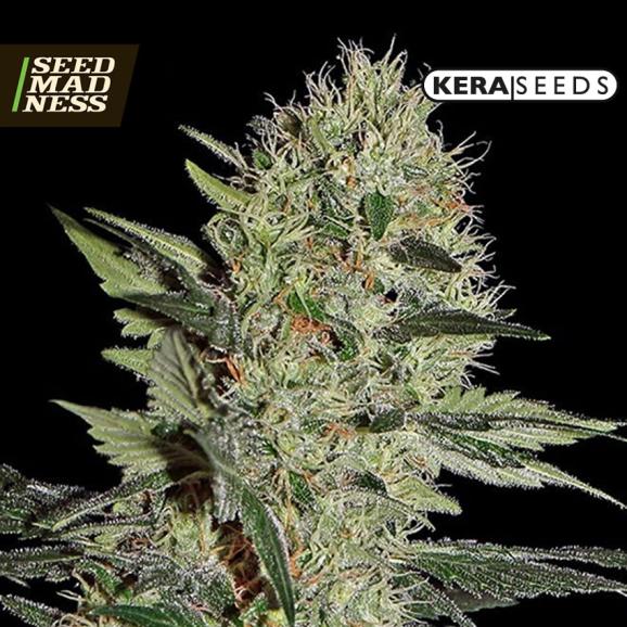 Crazy Mouse Auto (Amsterdam Cheese) Feminised Seeds (Kera Seeds)