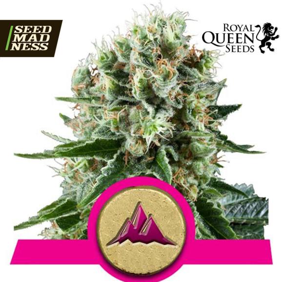 Critical Kush Feminised Seeds (Royal Queen Seeds)