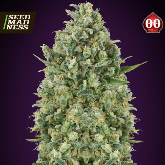 Critical Poison Feminised Seeds (00 Seeds Bank)