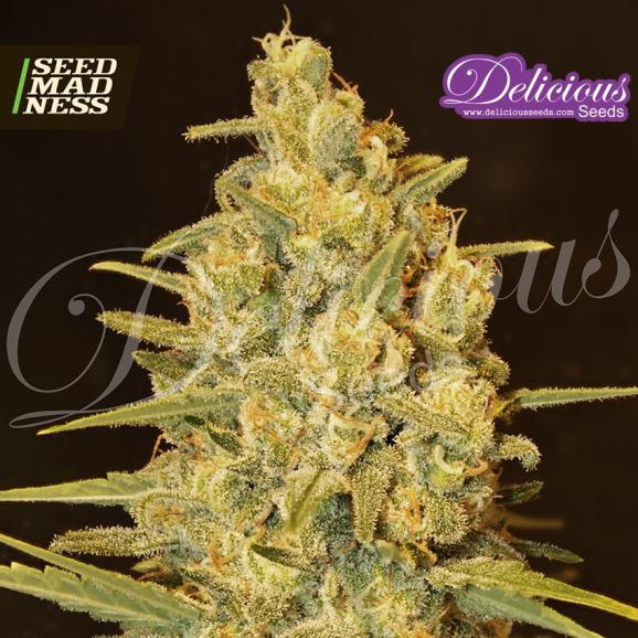 CLEARANCE - Critical Sensi Star Feminised Seeds (Delicious Seeds)