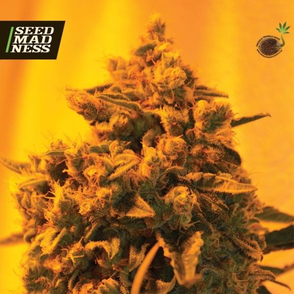Critical Sour Diesel Feminised Seeds (Emerald Triangle)