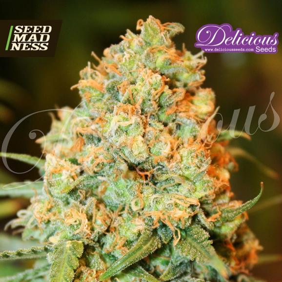Critical Super Silver Haze Feminised Seeds (Delicious Seeds)