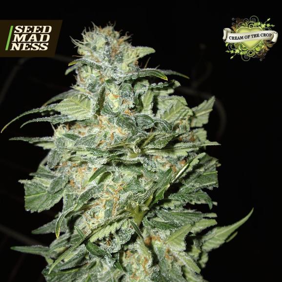 CLEARANCE - Crop Circle Auto Feminised Seeds (Cream of the Crop)