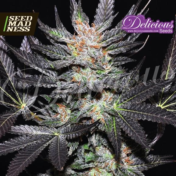 Delicious Candy (Cheese Candy) Feminised Seeds (Delicious Seeds)