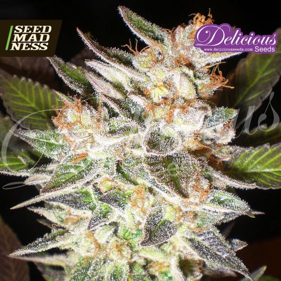 Delicious Candy Auto (Cheese Candy Auto) Feminised Seeds (Delicious Seeds)