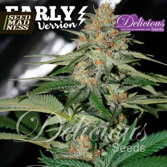 Delicious Candy (Early Version) Feminised Seeds (Delicious Seeds)