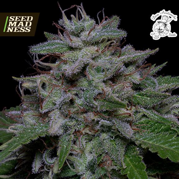 Don Do Si Glue Feminised Seeds (Don Avalanche Seeds)