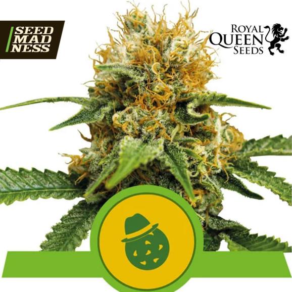 Do Si Dos Automatic Feminised Seeds (Royal Queen Seeds)