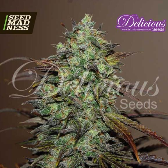 Eleven Roses Feminised Seeds (Delicious Seeds)