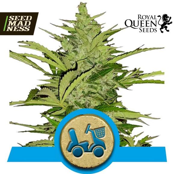 Fast Eddy Auto CBD Feminised Seeds (Royal Queen Seeds)