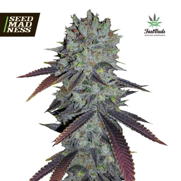 Fastberry Auto Feminised Seeds (Fast Buds)