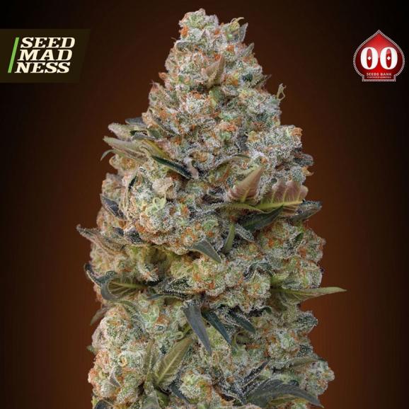 Female Collection #1 Feminised Seeds (00 Seeds Bank)