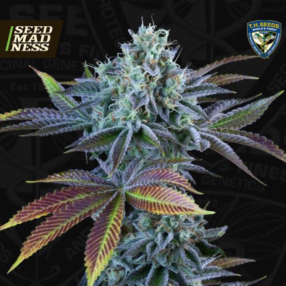 French Cookies Auto Feminised Seeds (TH Seeds)