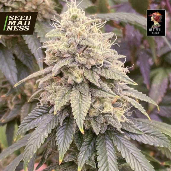 Frosted Onionz Feminised Seeds (Grateful Seeds)