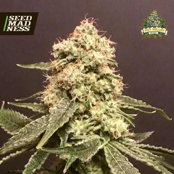 Frosty Purps Feminised Seeds (Pot Valley Seeds)