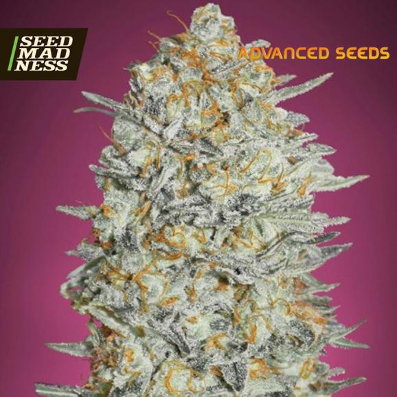 Gelato #33 Feminised Seeds (Advanced Seeds)