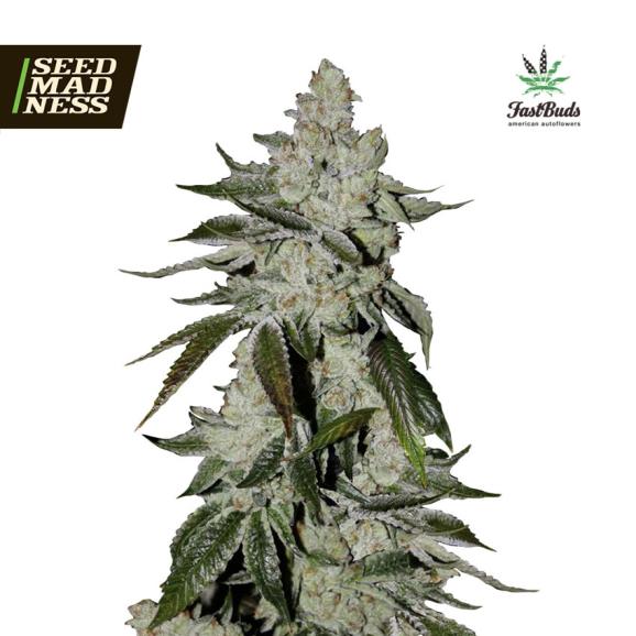 Girl Scout Cookies Auto Feminised Seeds (Fast Buds)
