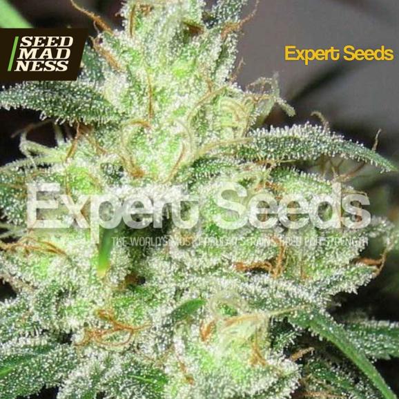CLEARANCE - Gorilla Glue #4 × Cheese Feminised Seeds (Expert Seeds)