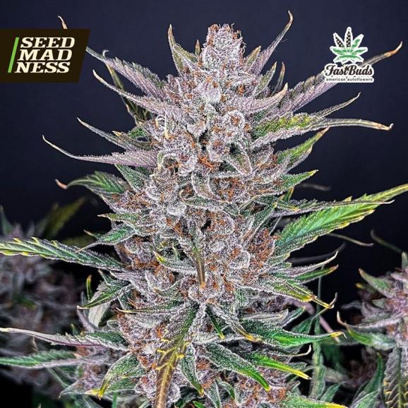 Gorilla Punch Auto Feminised Seeds (Fast Buds)