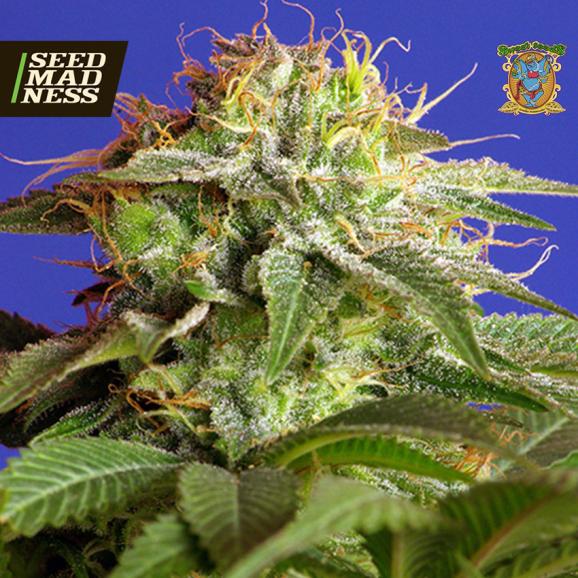Green Poison Fast Feminised Seeds (Sweet Seeds)